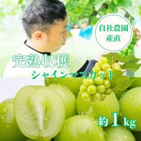 【2026年発送】シャインマスカット約1kg 山梨県産 自社農園直送!完熟収穫!【配送不可地域：離島】【1579478】