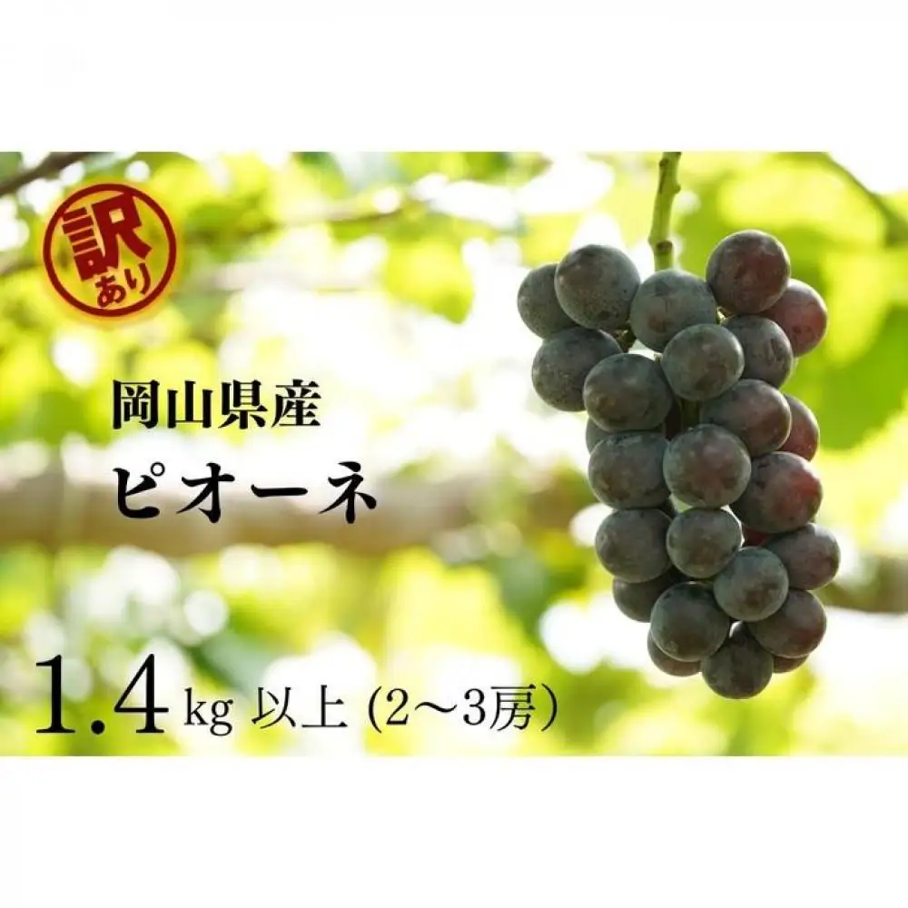 家庭用 ニューピオーネ　2～3房 合計1.4kg以上 産地直送 朝採れ ぶどう 葡萄 岡山 Kawahara Green Farm 2026年 | ぶどう