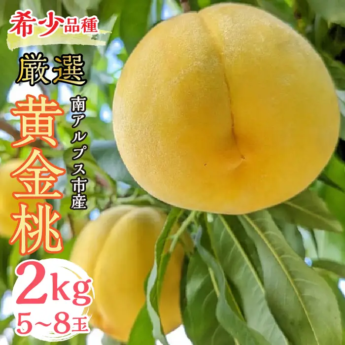 ＜2026年発送分先行予約＞厳選 希少品種！黄金桃2kg 5～8玉 山梨県南アルプス市産 ALPBV009
