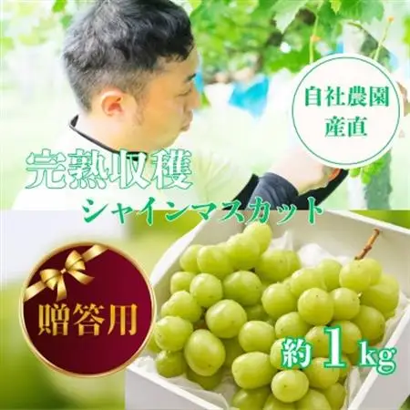 【2026年発送】【贈答用】シャインマスカット 約1kg 山梨県産 自社農園産直!完熟収穫!【配送不可地域：離島】【1580903】