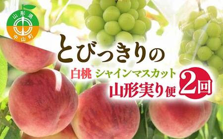 【2026年 先行予約】2回定期便 とびっきりの ～白桃・シャインマスカット～ 山形実り便 ぶどう 葡萄 果物 くだもの フルーツ山形県 中山町 F4A-0486