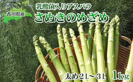 令和8年産　はなまる農園の乳酸菌入り アスパラ【さぬきのめざめ1kg】太め2L～３L アスパラガス 野菜 朝採れ 旬野菜 季節野菜 産地直送 農家直送 クール便 バーベキュー BBQ サラダ 肉巻き おかず 