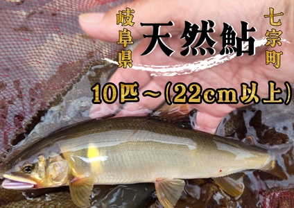 【2607-2570】※岐阜県産天然鮎七宗町産(22cm以上)