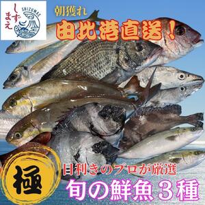 しずまえ！［極］鮮魚ボックス(厳選3種入り)■
