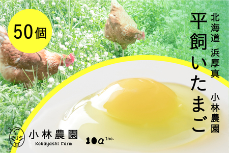平飼い有精卵 50個【常温便】たまご 卵 鶏卵 玉子 生卵 平飼い 北海道 [AXAN120]