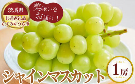 【先行予約】シャインマスカット　1房700g　かすみがうら市産【茨城県共通返礼品 かすみがうら市】 No.802