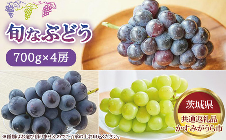 【先行予約】旬なぶどう　700g×4房　かすみがうら市産【茨城県共通返礼品 かすみがうら市】 No.810