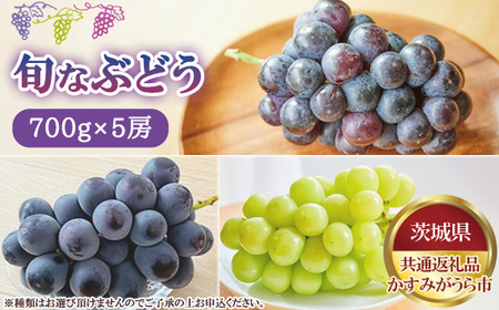 【先行予約】旬なぶどう　700g×5房　かすみがうら市産【茨城県共通返礼品 かすみがうら市】 No.811