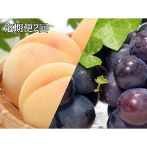 【定期便2回】白桃 4～6玉 約1.1kg（7月発送）・ニューピオーネ 1房 約600g（9月発送）【定期便 白桃 桃 もも モモ ニューピオーネ 葡萄 ぶどう ブドウ 果物 フルーツ 岡山県 岡山市 おすすめ 人気】