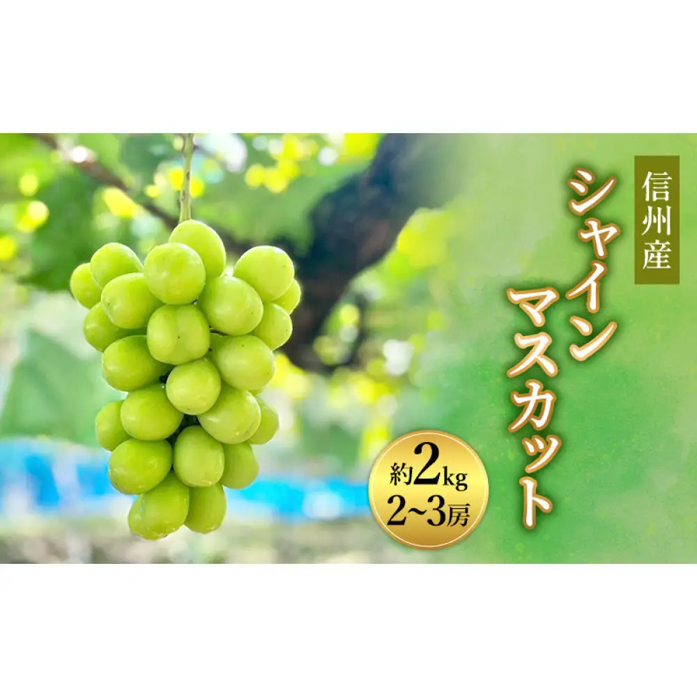 信州産シャインマスカット約2kg（2～4房）2026年9月初旬から10月中旬発送