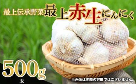 《先行予約・2026年発送》 最上伝承野菜 【最上赤生にんにく】 500g（玉） 生にんにく ニンニク 薬味 ガーリック 野菜 F3S-2481