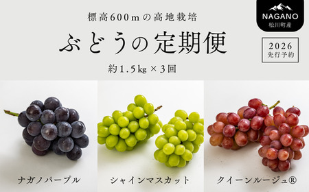 TK15 ぶどうの定期便（ナガノパープル／シャインマスカット／クイーンルージュ🄬） 約1.5kg×3回／2026年9月上旬頃～10月中 配送予定 // 長野県 南信州 種なし 皮ごと 定期便 食べ比べ 贈答 ギフト 新鮮 希少