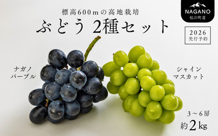 TK16　ぶどう2種セット（ナガノパープル／シャインマスカット）約2kg ／2026年9月中旬頃～10月上旬配送予定 // 長野県 南信州 種なし 葡萄 セット パープル シャイン マスカット 高品質 贈答 ギフト お取り寄せ