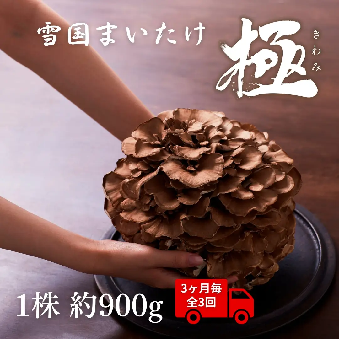 〈3回定期便〉まいたけ 極 1株 ユキグニファクトリー | まいたけ
