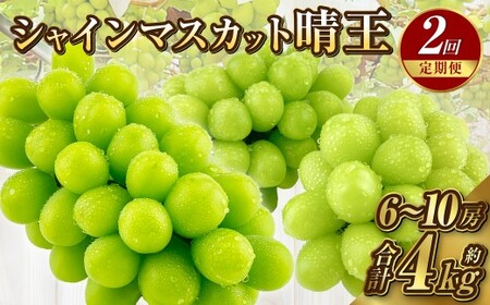 【定期便 全2回／2026年9・10月発送】 岡山県産シャインマスカット 晴王 3～5房（約2kg）｜2回定期便 9月10月に1回づつ発送 種無し 皮ごと食べる 旬の美味しさ フレッシュ 先行予約 ハレノフルーツ
