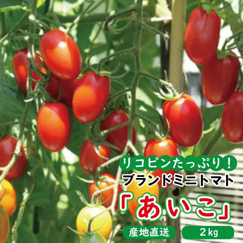 高糖度完熟ミニトマト 約2kg 【あいこ】