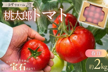 【中央市共通返礼品】 春作 トマト 桃太郎 約2kg とまと 野菜 やさい 2キロ 季節限定 期間限定 産地直送 山梨県産 【2026年4月上旬-6月下旬発送予定】[5839-2128]