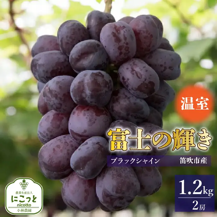 【2026年発送★先行予約】温室　富士の輝　２房（合計1.2kg） 097-024-26y