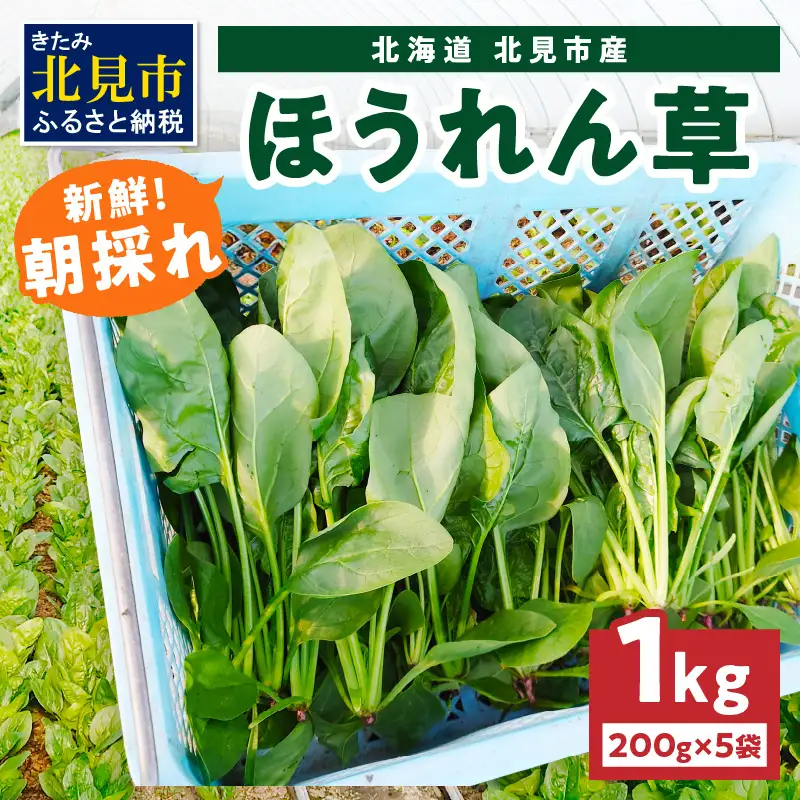 【予約：2026年6月中旬から順次発送】北海道北見産 朝採れ ほうれん草 1kg 200g×5袋 ( 新鮮 採れたて ホウレンソウ ほうれんそう ハウス栽培 )【164-0008-2025】