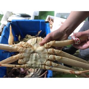 【魚倉】足１本なし生松葉ガニ(中650ｇ)訳あり