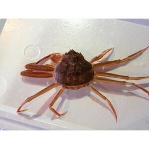 【魚倉】活お任せセコガニ1kgセット