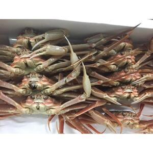 【魚倉】松葉がに 生 おまかせセット ３kg訳あり