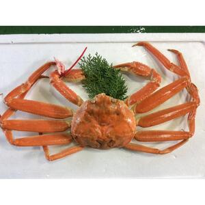 【魚倉】タグ付きボイル松葉ガニ(特特大1,100ｇ)