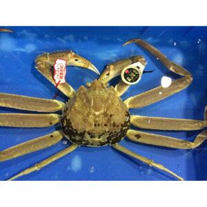 【魚倉】五輝星生松葉ガニ(特々大1.2kg)数量限定品