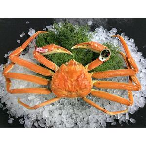【魚倉】五輝星ボイル松葉ガニ(特々大1.2kg)数量限定品