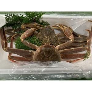 【魚倉】訳あり生松葉ガニ２枚セット