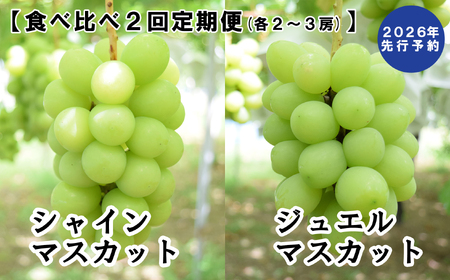 【2026年発送分 先行予約】【２回食べ比べ定期便・別送】シャインマスカット（900g～1.4kg・２～３房）＋ジュエルマスカット（900g～1.4kg・２～３房）　ぶどう シャイン シャインマスカット ジュエルマスカット フルーツ 果物 山梨 やまなし 定期便 食べ比べ 先行予約