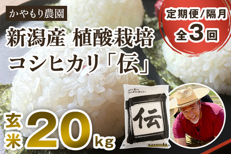 【令和7年産】【定期便3回隔月お届け】新潟産コシヒカリ「伝」真空パック 玄米20kg（5kg×4）《9月下旬～順次出荷》 かやもり農園