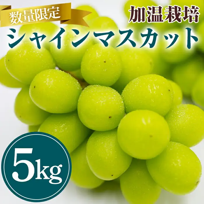 特選シャインマスカット 加温栽培(約5kg)シャインマスカット ぶどう 葡萄 フルーツ 果物 くだもの 果実 ＜先行予約受付中！2026年8月上旬から順次発送予定＞＜北海道、沖縄、離島配送不可＞【106300900】【大分県農業協同組合　北部エリア】