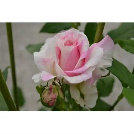 薔薇『クロード・モネ』【北川村モネの庭マルモッタン】【1508037】