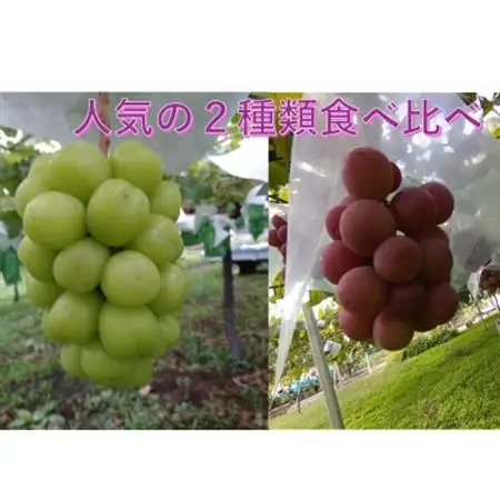 【2026年発送】希少 食べ比べ「牧丘天空の丘シャインマスカット+クインニーナ」約1kg【配送不可地域：離島】【1585049】