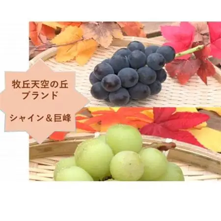 【2026年発送】牧丘天空の丘ブランド「シャインマスカット+キング巨峰」約1kg【配送不可地域：離島】【1585060】