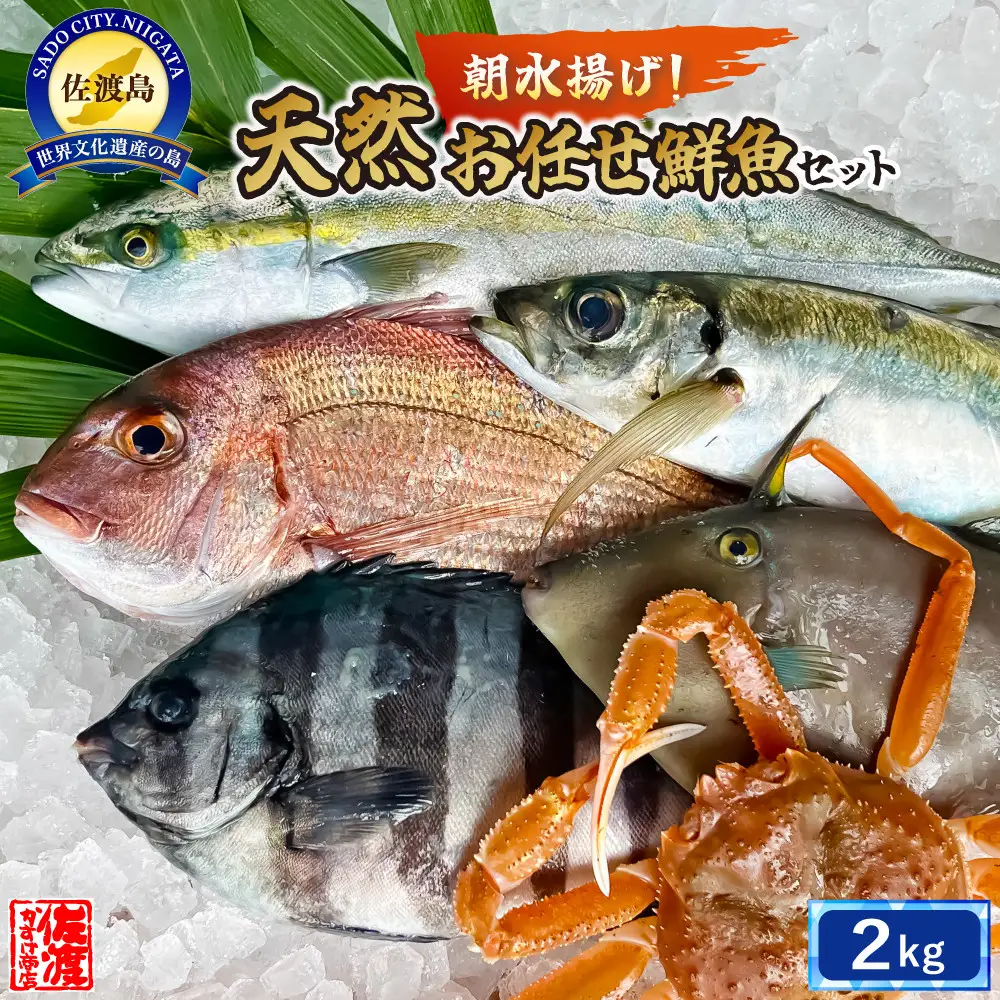 佐渡産 天然お任せ鮮魚セット 2kg
