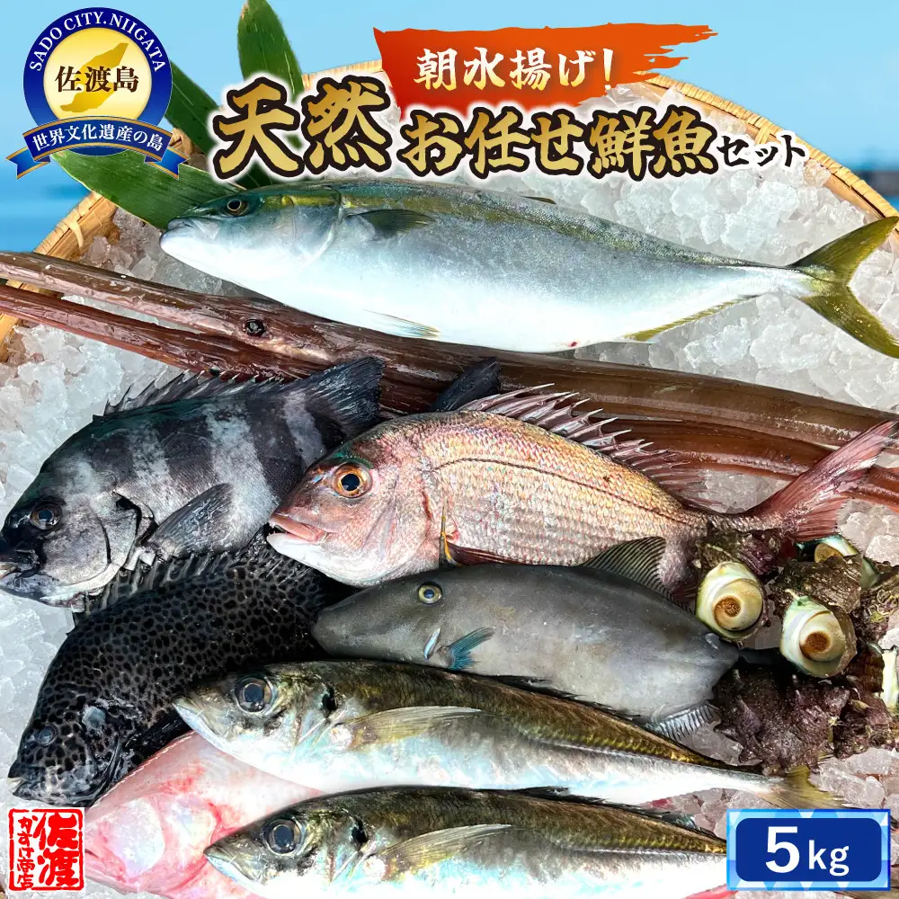 佐渡産 天然お任せ鮮魚セット 5kg