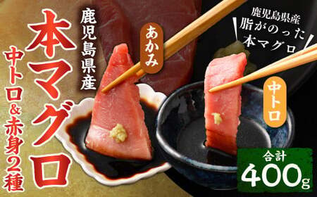 BS-379 鹿児島県産本マグロ 中トロ＆赤身セット 合計400g 本マグロ 大トロ 赤身 刺し身 セット 魚 【2026年1月下旬より順次出荷】