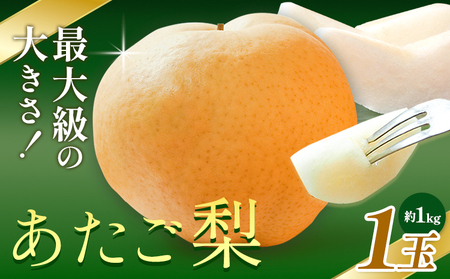 【先行予約】梨 あたご梨 1玉 約1kg 株式会社藍《2026年11月中旬-12月上旬頃出荷》 岡山県 浅口市 岡山県産 なし フルーツ 果物 くだもの ナシ 大玉 送料無料