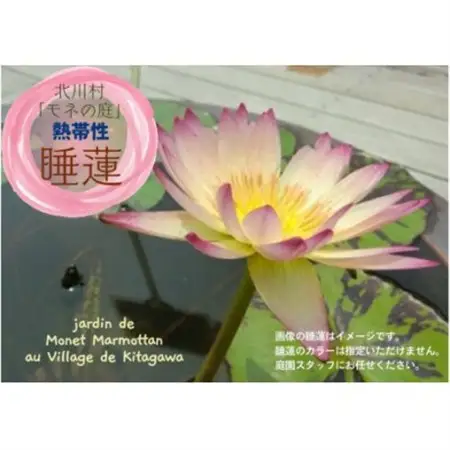 北川村モネの庭の『睡蓮』★熱帯性★【1585734】