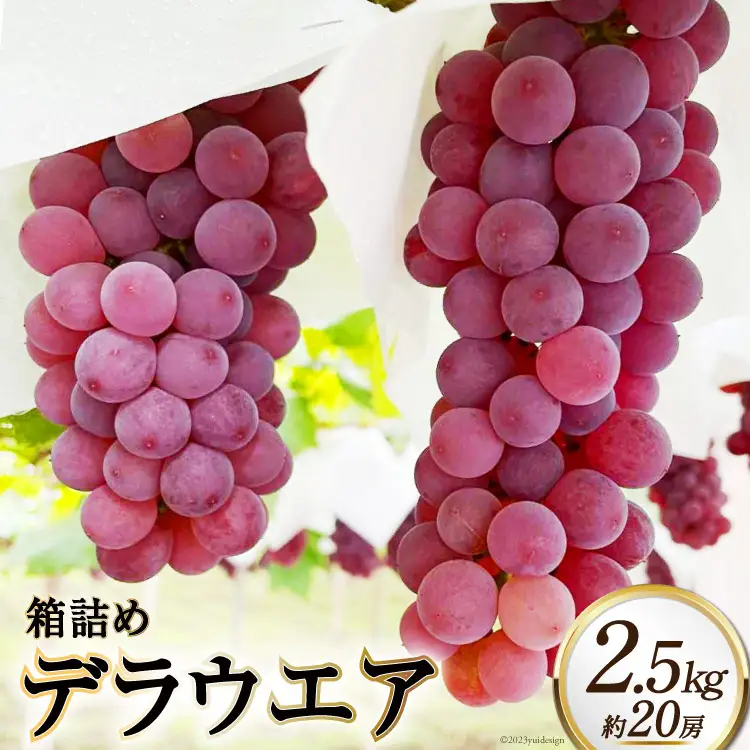 【2026年発送】 ぶどう デラウエア 2.5kg 約 20房 箱詰め [太陽農園 山梨県 韮崎市 20743030]