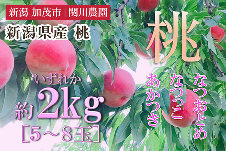 【2026年先行予約】新潟県産 桃 約2kg（5〜8玉）《7月下旬〜順次発送》 もも ピーチ