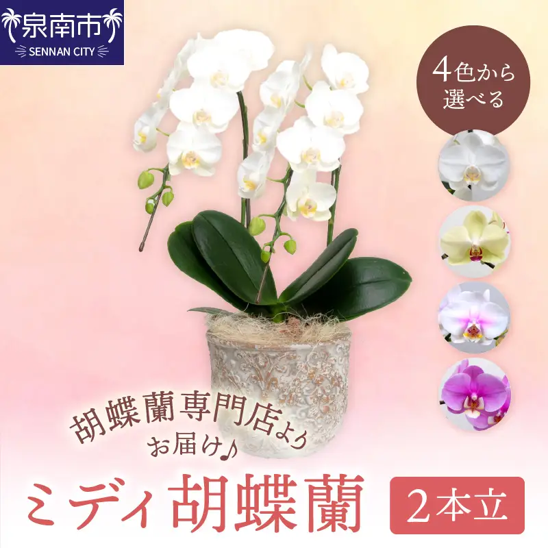 ミディ胡蝶蘭 2本立【008C-007】
