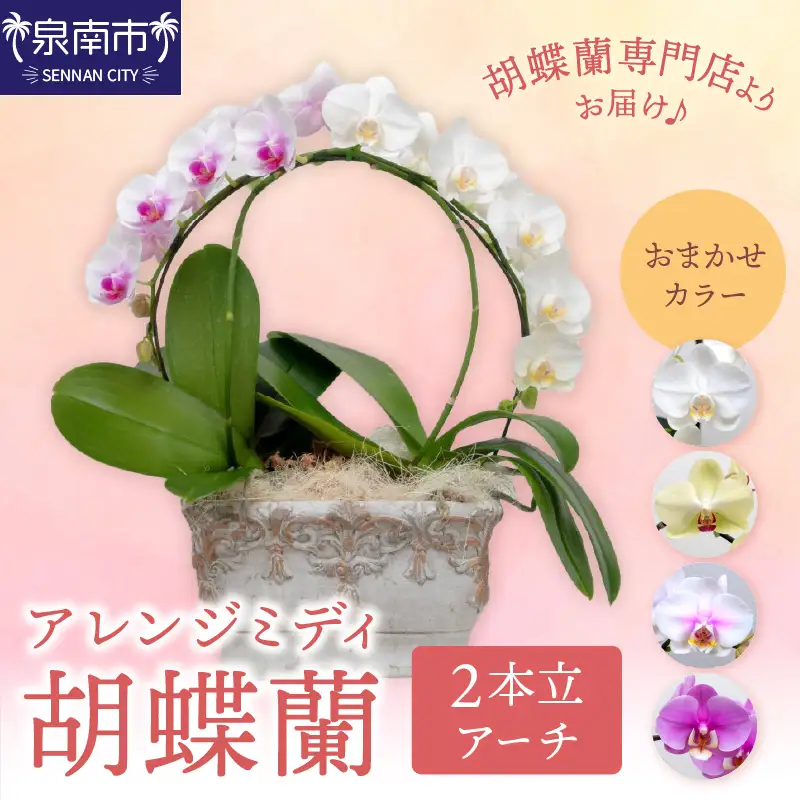 アレンジミディ胡蝶蘭 2本立（アーチ）【008C-010】
