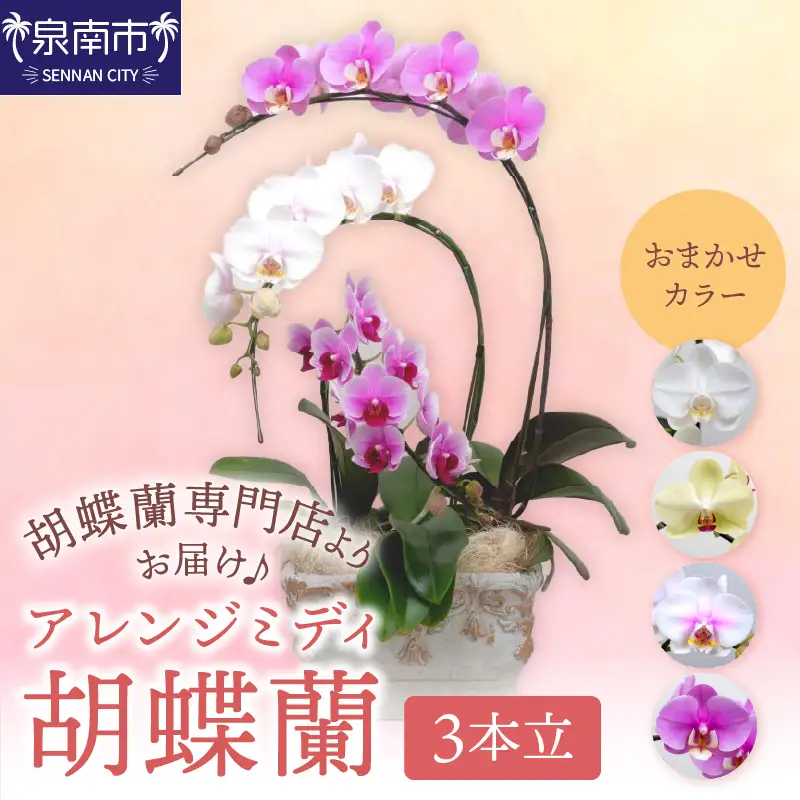 アレンジミディ胡蝶蘭 3本立【008C-012】