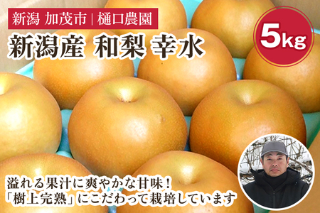 【2026年先行予約】和梨 幸水 5kg（10〜16玉）《8月中旬から順次発送》こうすい 梨