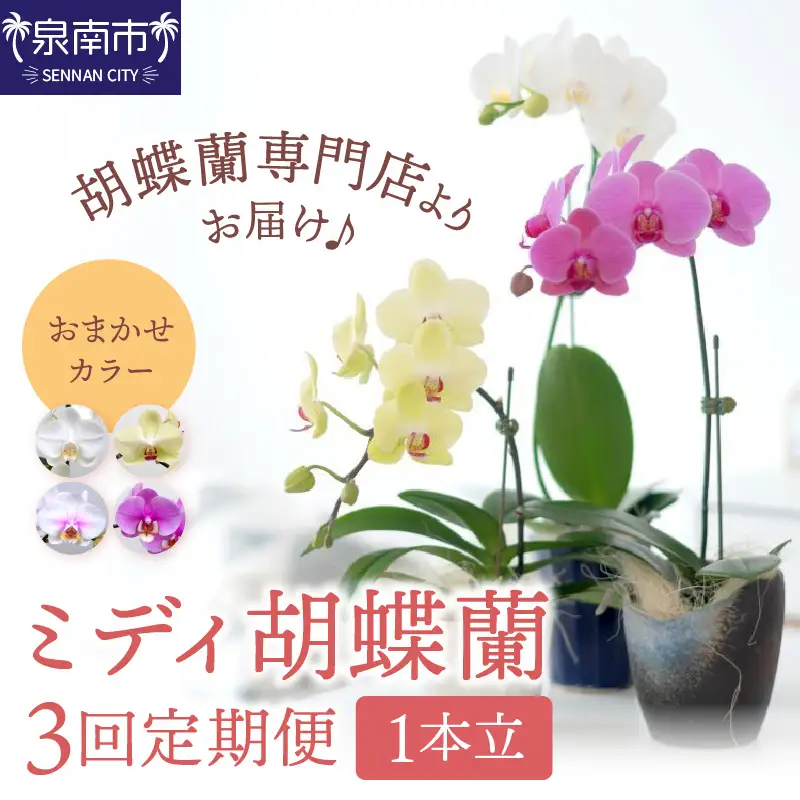 ミディ胡蝶蘭 1本立 半年間 3回 隔月定期便【配送不可地域：北海道・沖縄・離島】【008C-013】