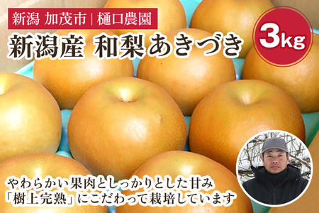 【2026年先行予約】和梨 あきづき 3kg（5〜9玉）《9月中旬〜順次出荷》 梨