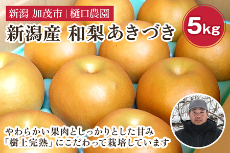 【2026年先行予約】和梨 あきづき 5kg（8～14玉）《9月中旬～順次出荷》 梨